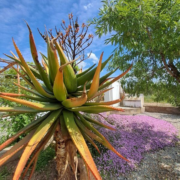 Sabine Tscharntke, Yoga macht glücklich, Agave