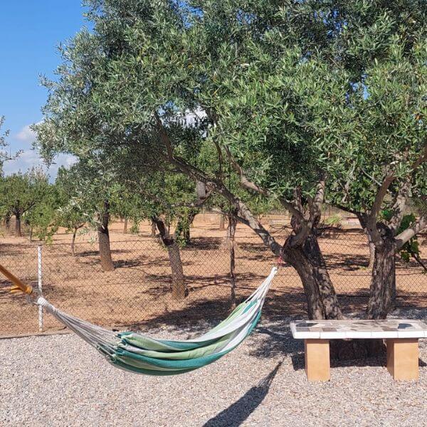 Sabine Tscharntke, Yoga macht gluecklich, Olivenbaum