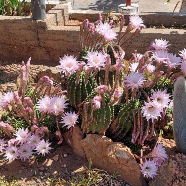 Sabine Tscharntke, Yoga macht gluecklich, Kakteen