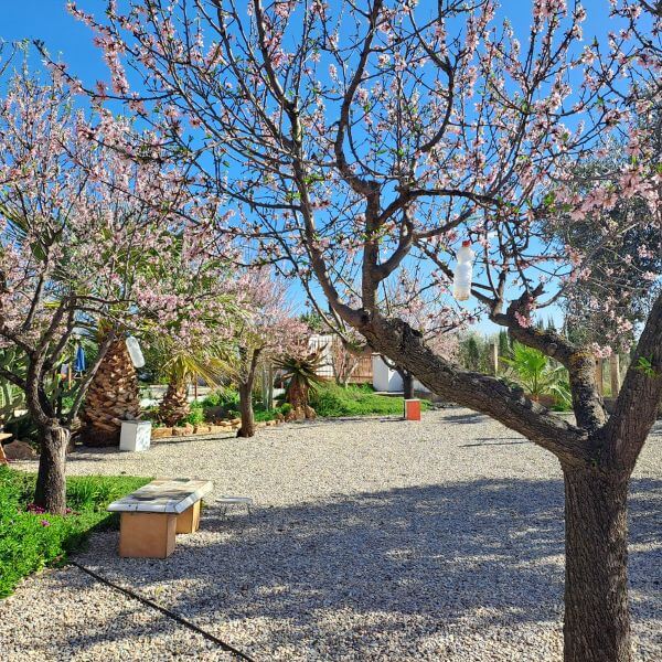 Sabine Tscharntke, Yoga macht gluecklich, Mandelblüte