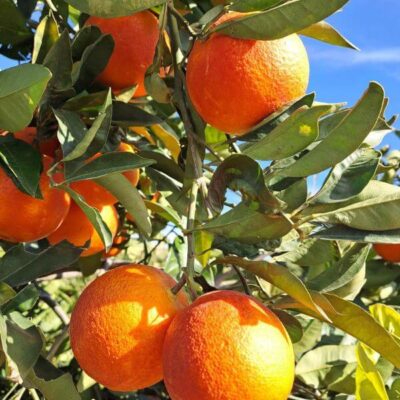 Sabine Tscharntke, Yoga macht glücklich, Orangen