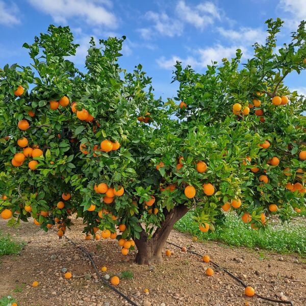 Sabine Tscharntke, Yoga macht gluecklich, Orangenbaum