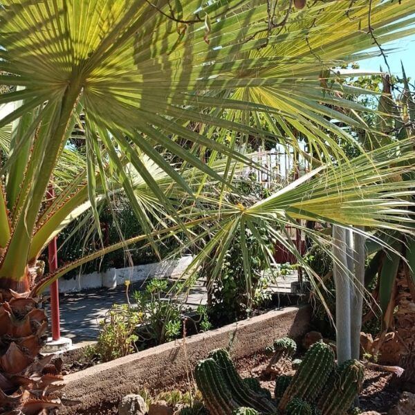 Sabine Tscharntke, Yoga macht gluecklich, Palmen