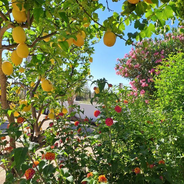Sabine Tscharntke, Yoga macht gluecklich, Pflanzen