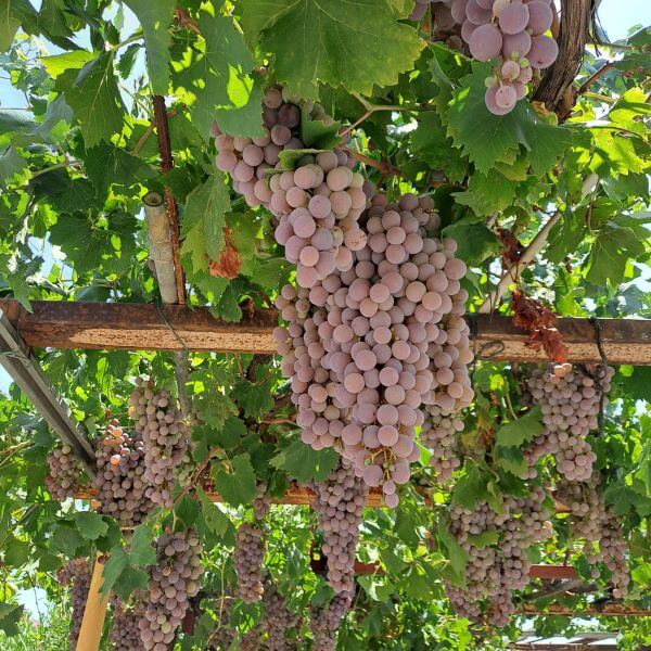 Sabine Tscharntke, Yoga macht gluecklich, Weintrauben