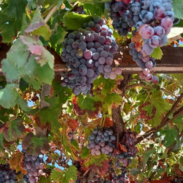Sabine Tscharntke, Yoga macht glücklich, Trauben blau