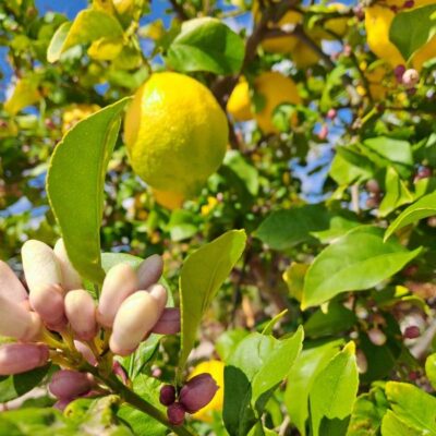 Sabine Tscharntke, Yoga macht gluecklich, Zitronenblüte