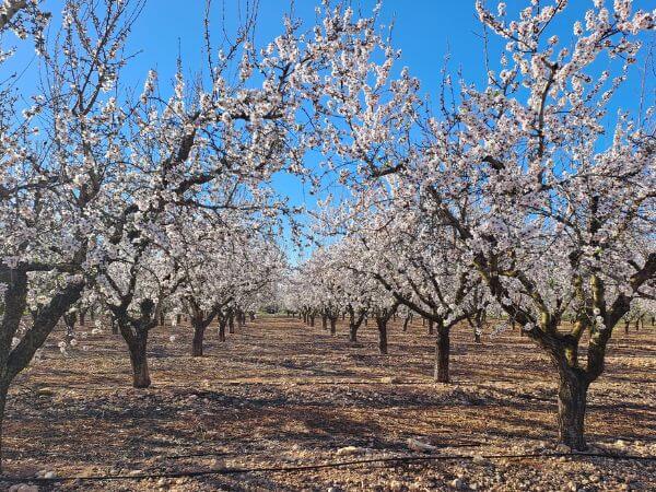 Mandelbluete Valencia